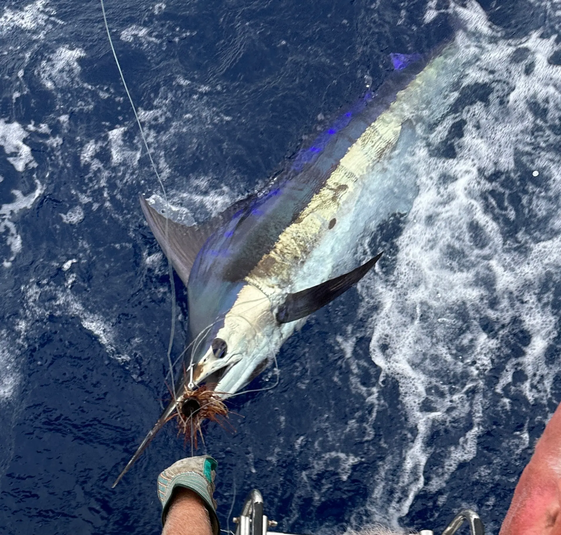 Blue Marlin