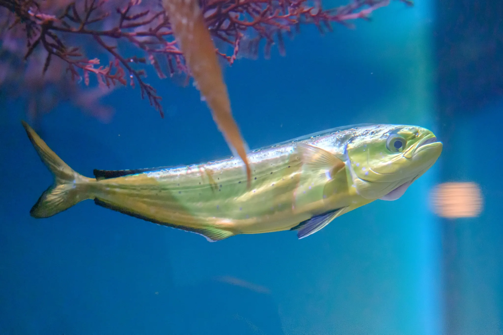 Dorado