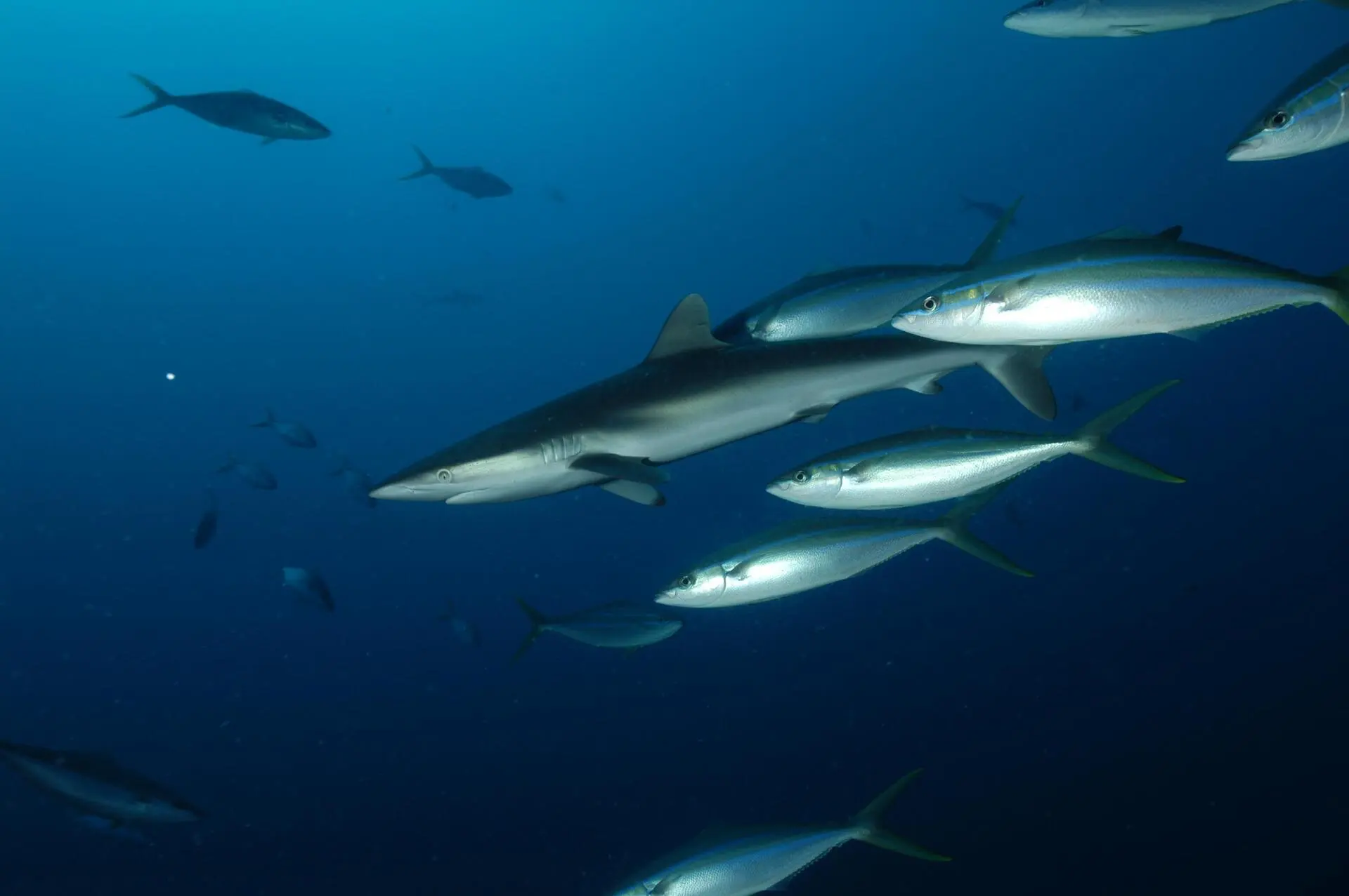 Rainbow Runner