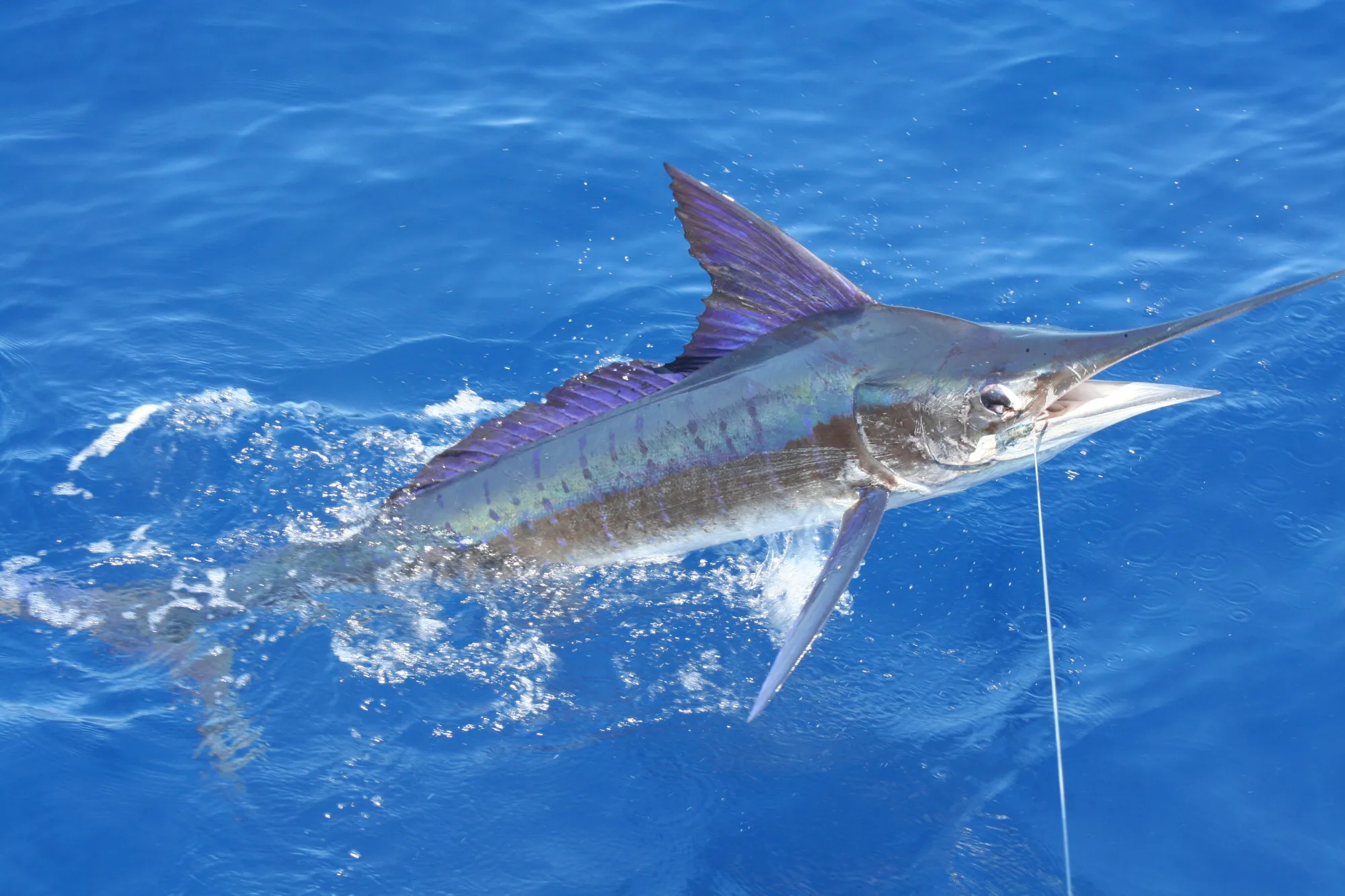 Striped marlin breaking the surface in blue water