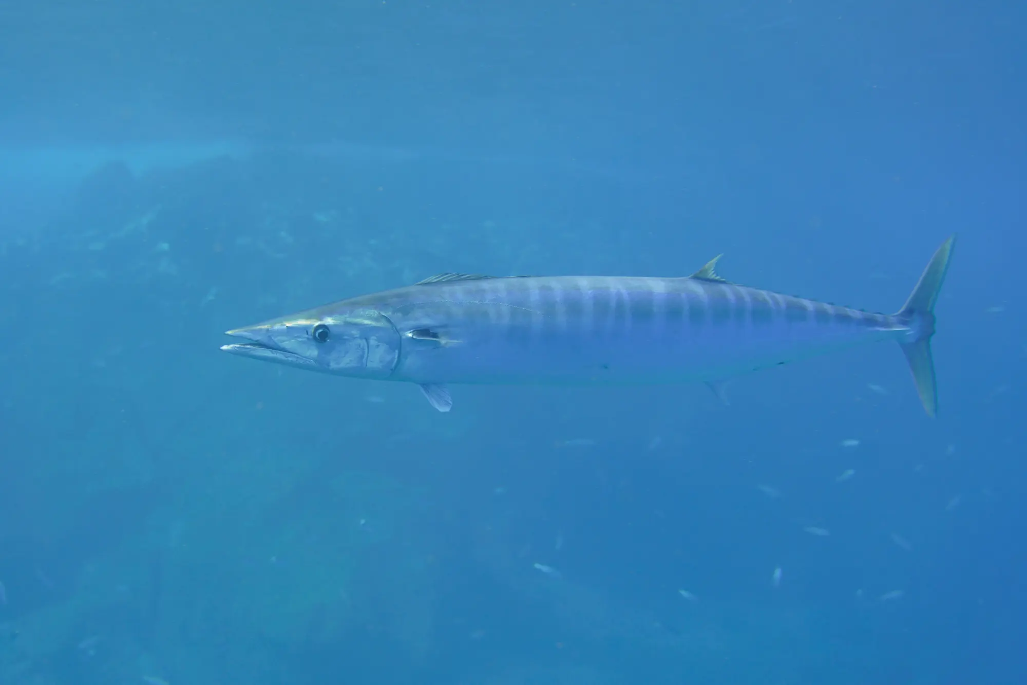 Wahoo
