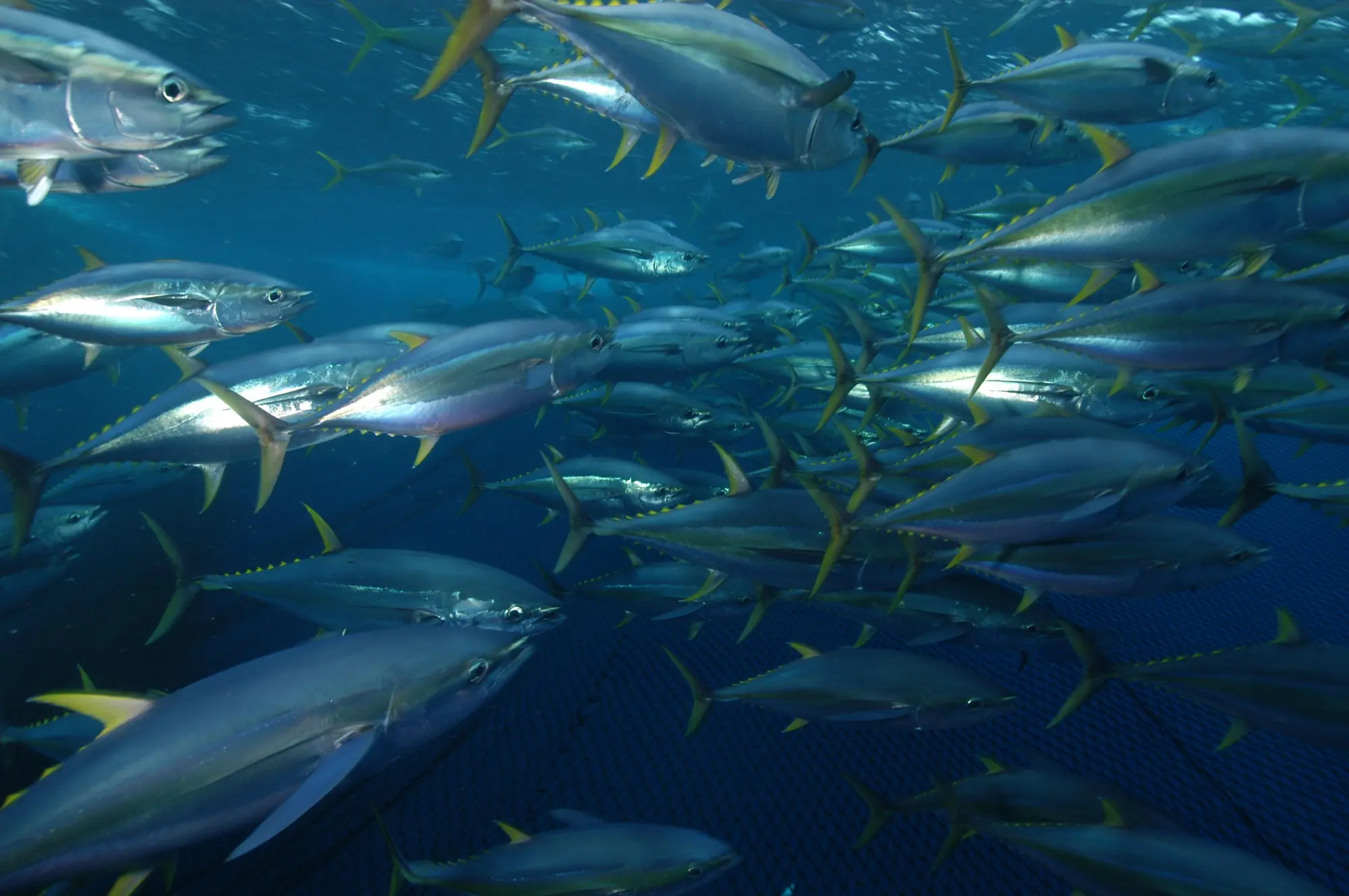 Yellowfin tuna